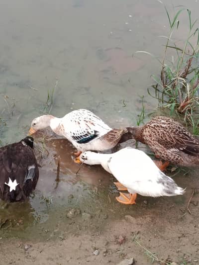 White couple for sale  Rs 3k  Will lay eggs in November