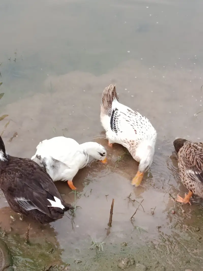 White couple for sale  Rs 3k  Will lay eggs in November — photo 2