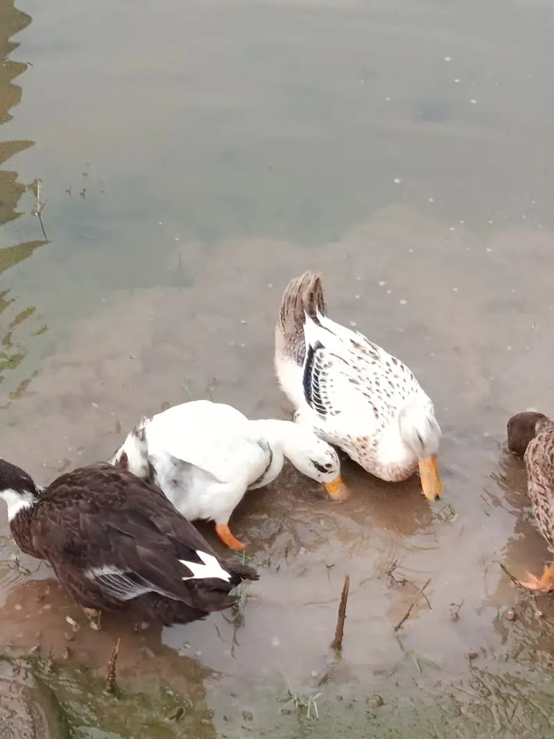 White couple for sale  Rs 3k  Will lay eggs in November — photo 3