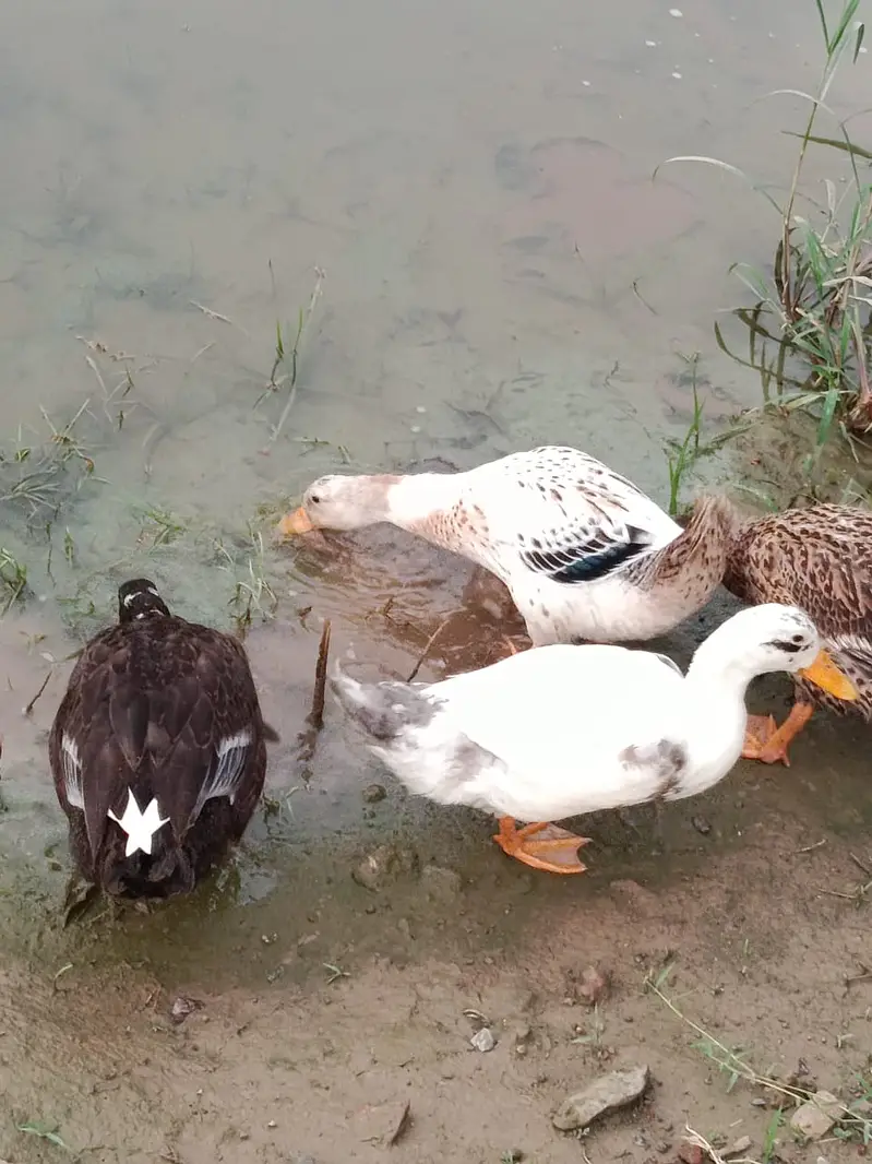 White couple for sale  Rs 3k  Will lay eggs in November — photo 4