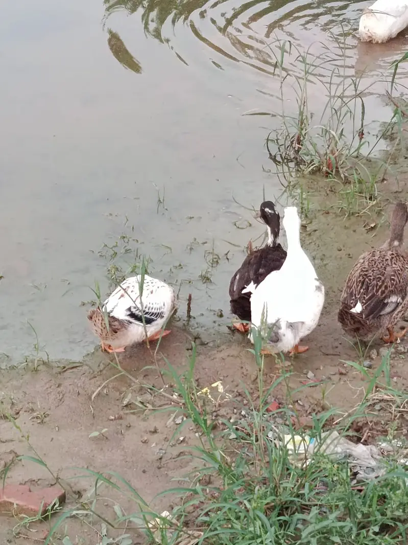 White couple for sale  Rs 3k  Will lay eggs in November — photo 5