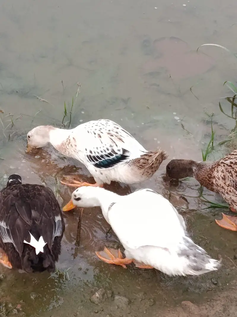 White couple for sale  Rs 3k  Will lay eggs in November — photo 6