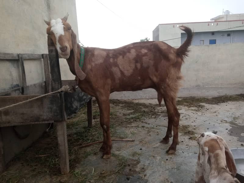 صحت مند بکری، 2 بار بچے دے چکی ہ 0