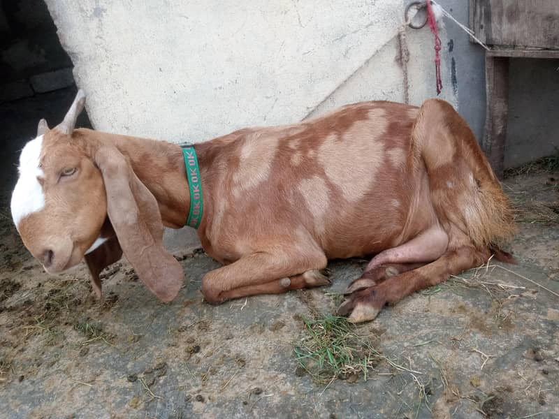 صحت مند بکری، 2 بار بچے دے چکی ہ 1