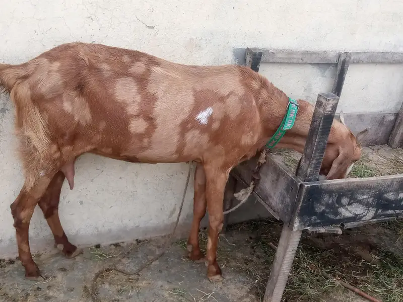 صحت مند بکری، 2 بار بچے دے چکی ہ — photo 3