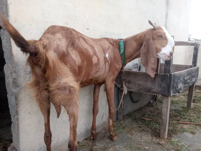 صحت مند بکری، 2 بار بچے دے چکی ہ 3