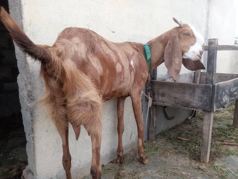 صحت مند بکری، 2 بار بچے دے چکی ہ 4