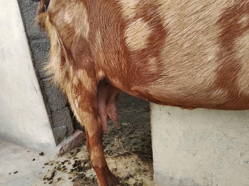صحت مند بکری، 2 بار بچے دے چکی ہ 5