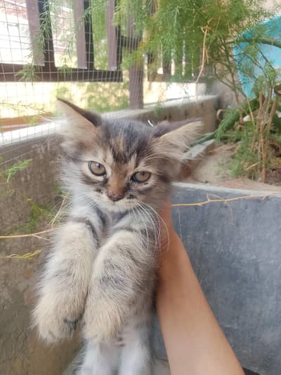 healthy littered trained friendly kittens triple coated