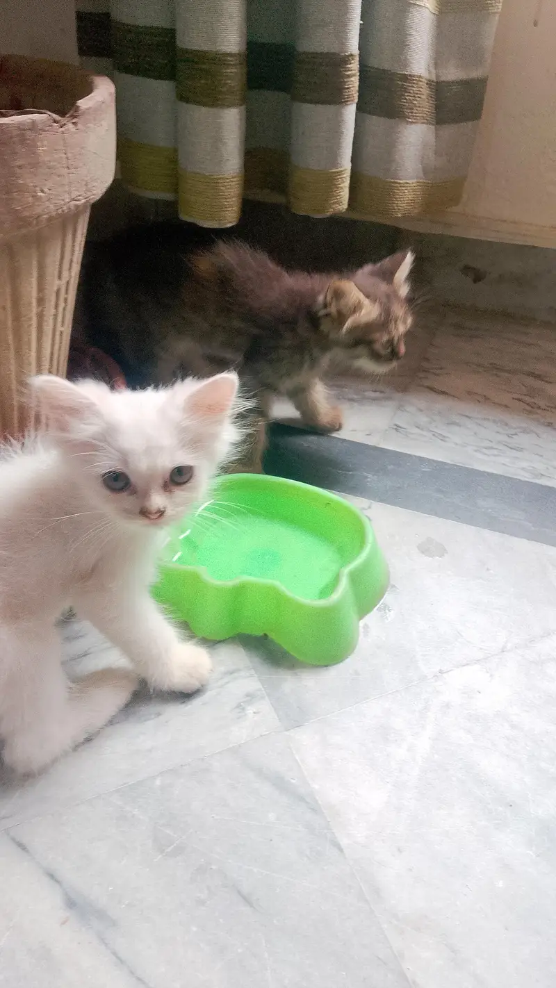 healthy littered trained friendly kittens triple coated — photo 2
