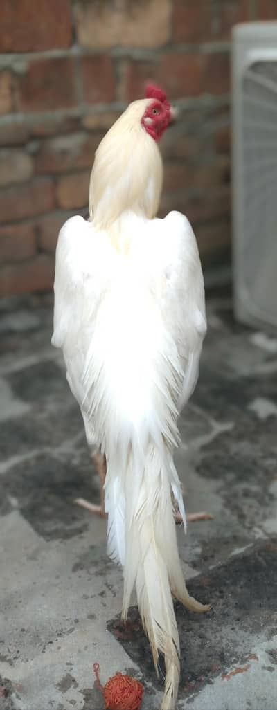 pure Heera paper white  aseel cock is for sale.