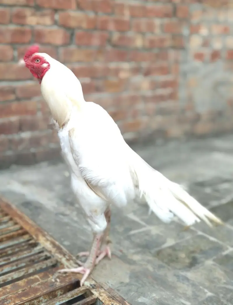 pure Heera paper white  aseel cock is for sale. — photo 3