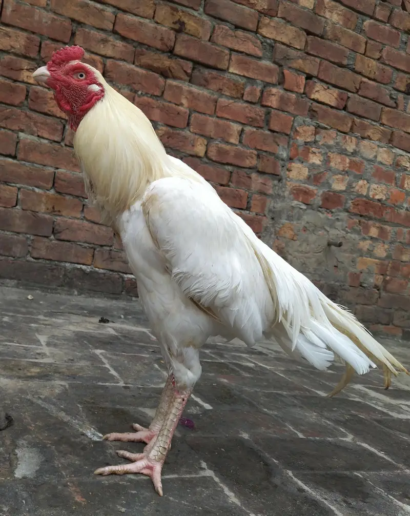 pure Heera paper white  aseel cock is for sale. — photo 4