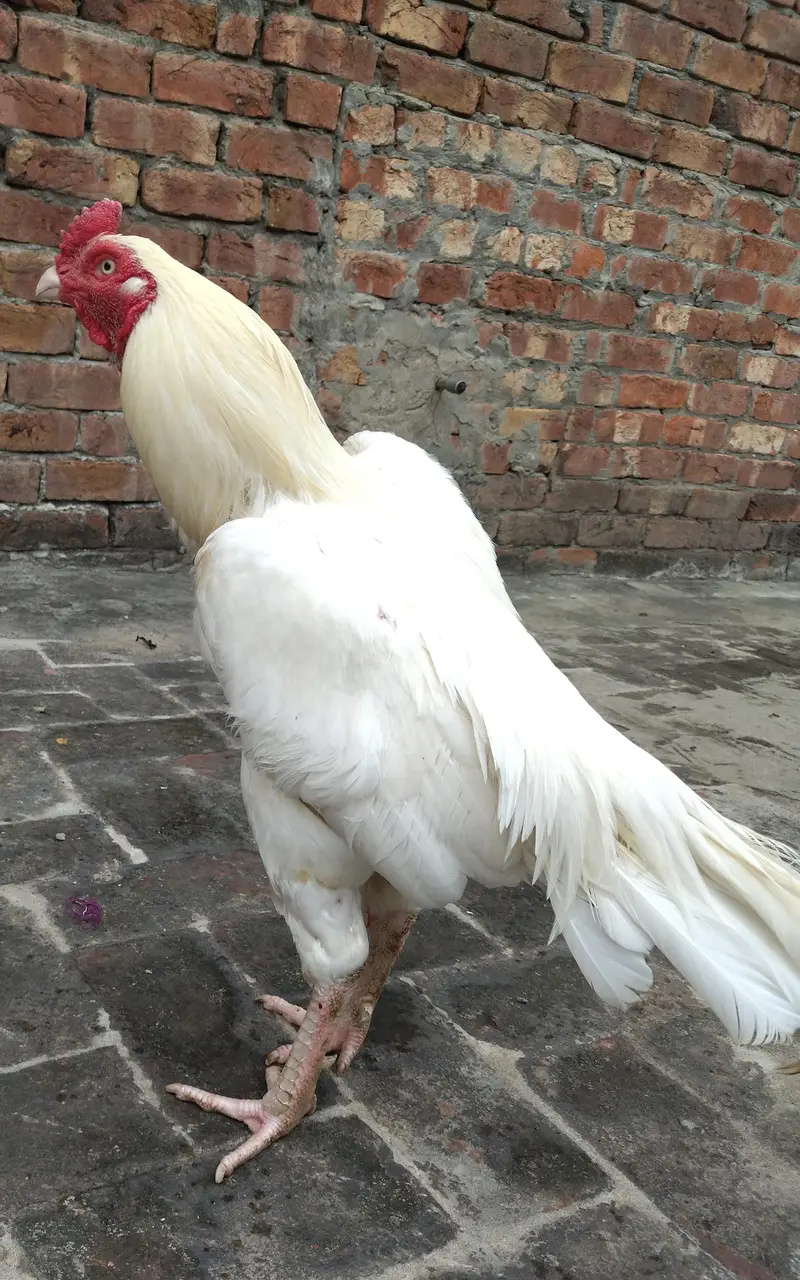 pure Heera paper white  aseel cock is for sale. — photo 5