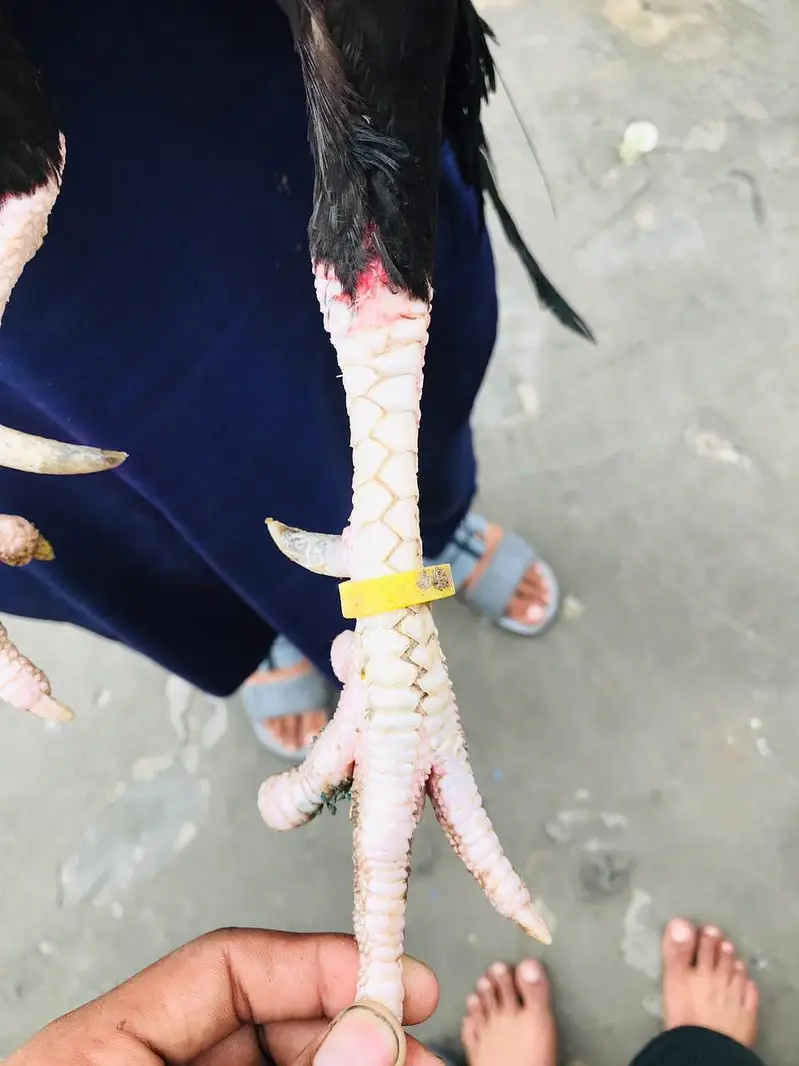 pure aseel pair — photo 3