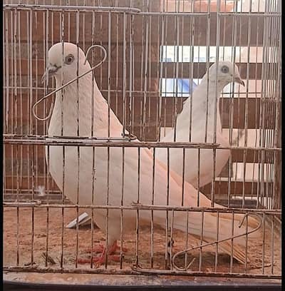 Parwazi Wehshi Jora