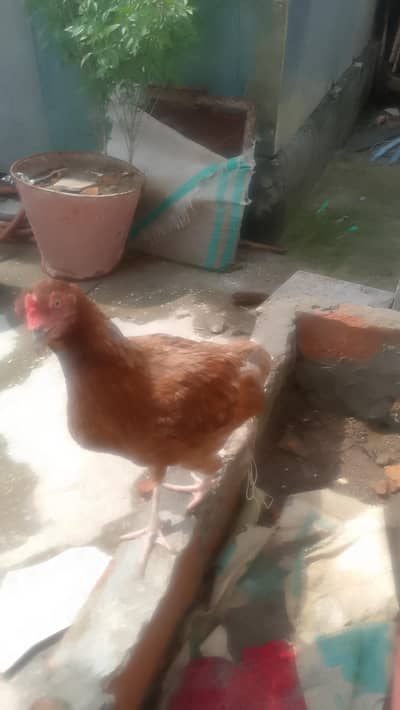 for sale