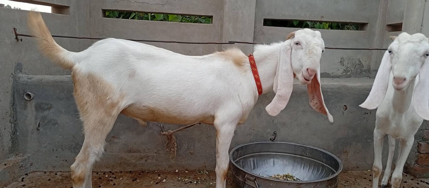 bakra for sail 1