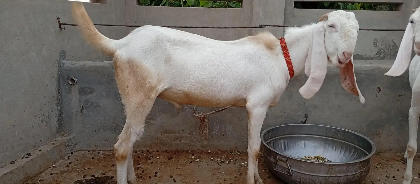 bakra for sail — photo 4