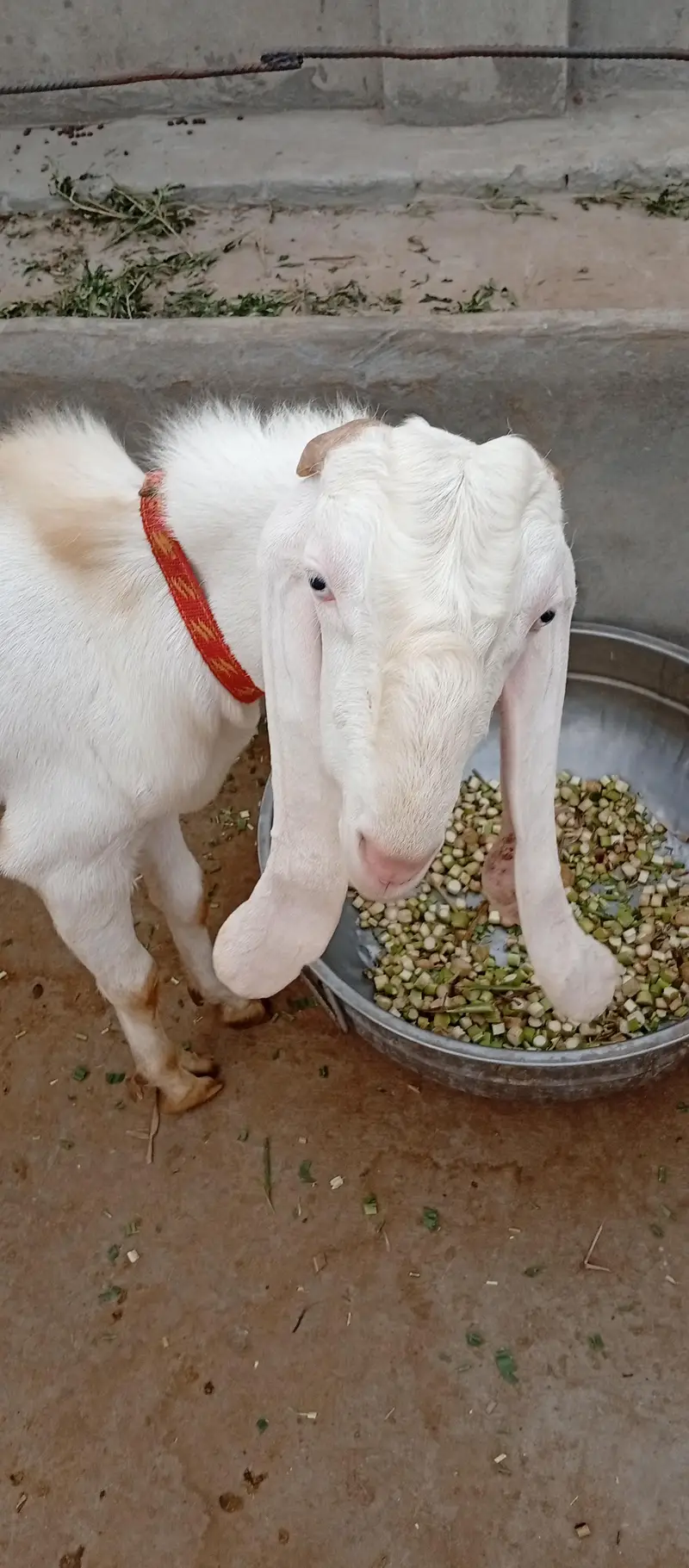 bakra for sail — photo 6
