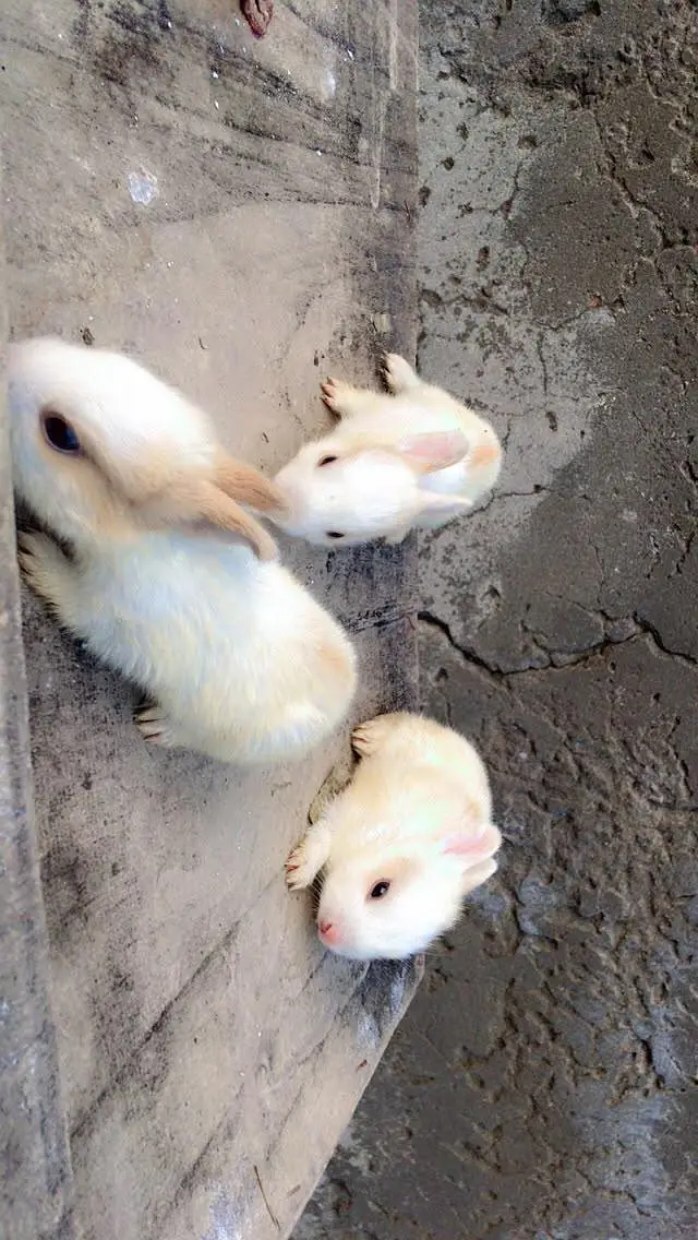 female rabbit  and 3 babies age 1 month