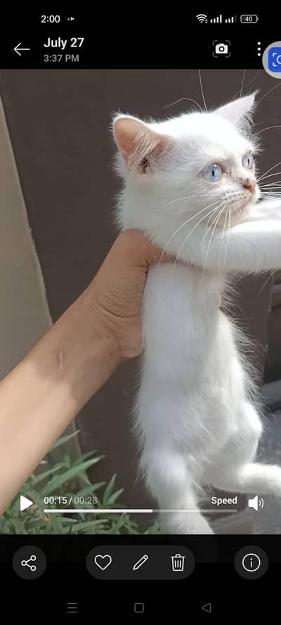 parcyan kittan for sale