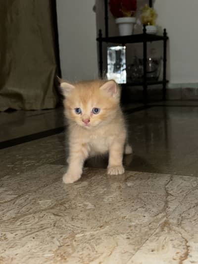 Kittens (Cats for sale)