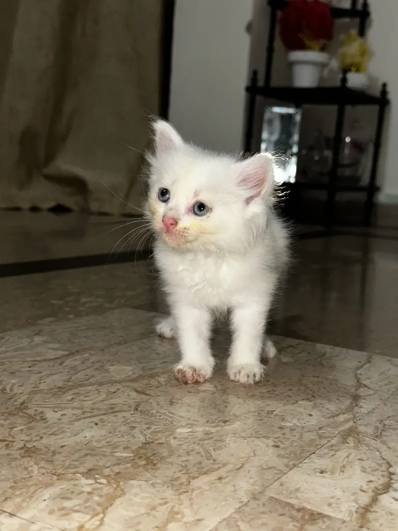 Kittens (Cats for sale) — photo 2