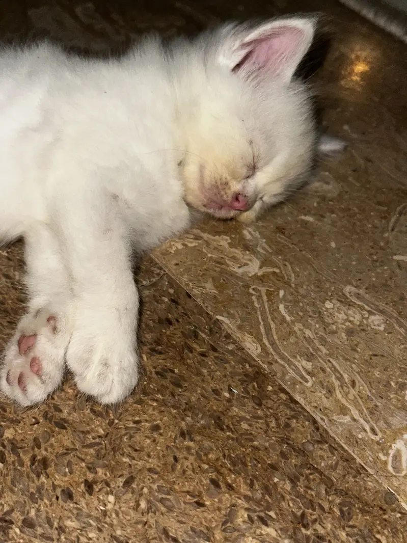 Kittens (Cats for sale) — photo 3