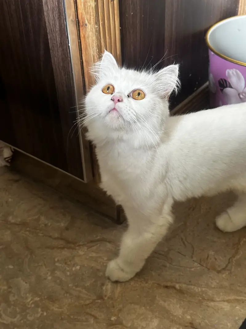 Kittens (Cats for sale) — photo 4