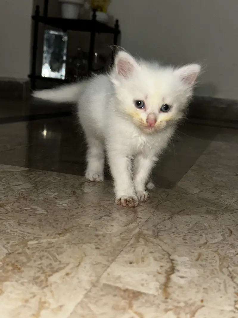 Kittens (Cats for sale) — photo 5