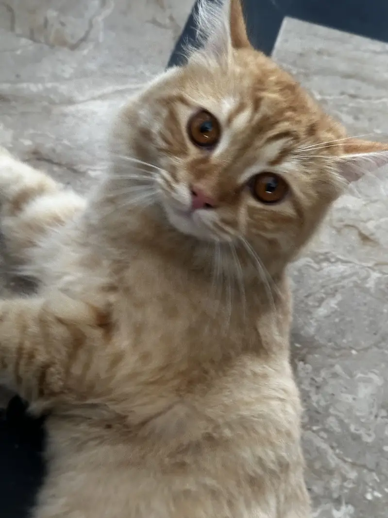 Kittens (Cats for sale) — photo 6