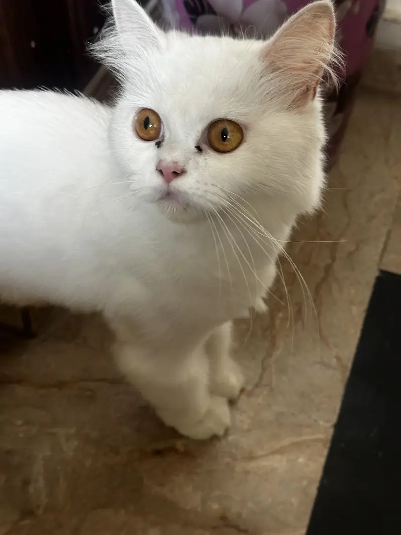 Kittens (Cats for sale) — photo 7