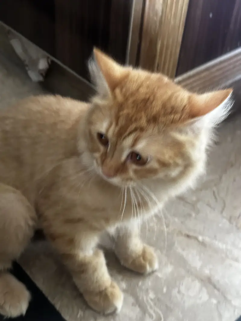 Kittens (Cats for sale) — photo 8