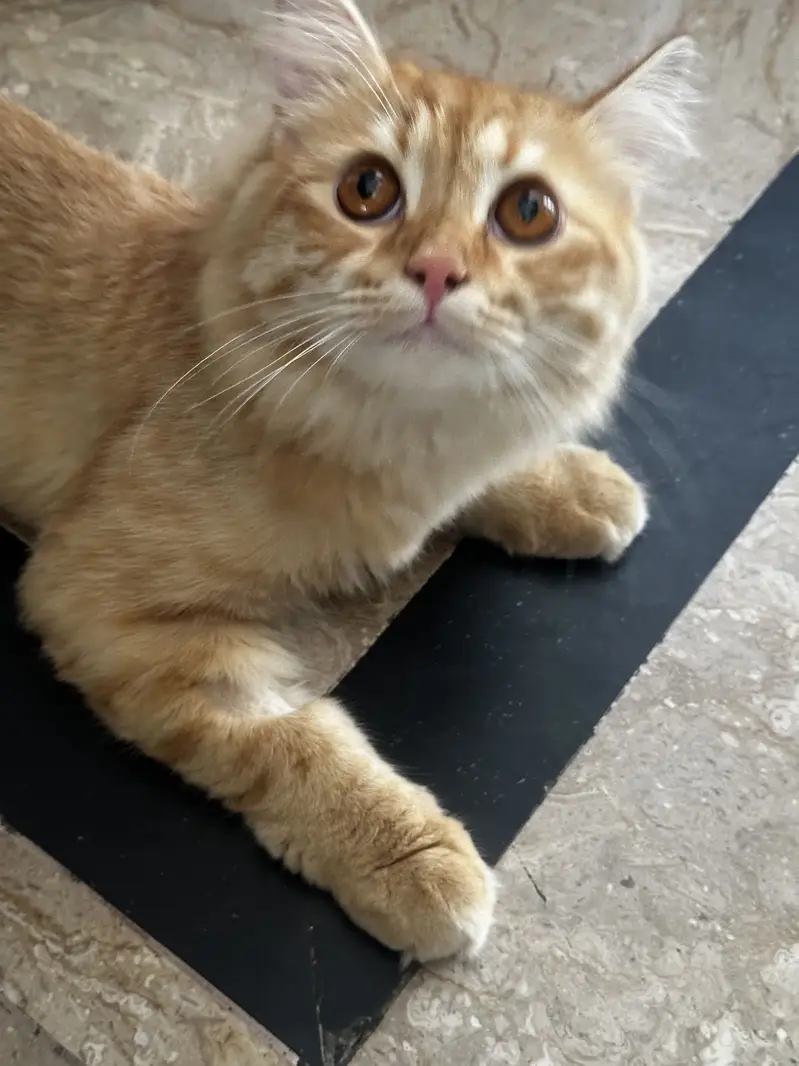 Kittens (Cats for sale) — photo 9