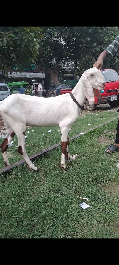 Rajin puri cross ablag phat