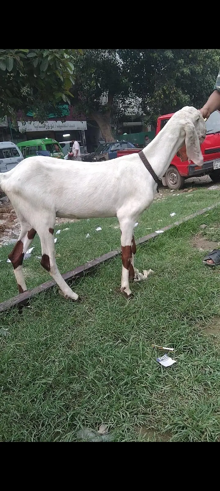 Rajin puri cross ablag phat — photo 3