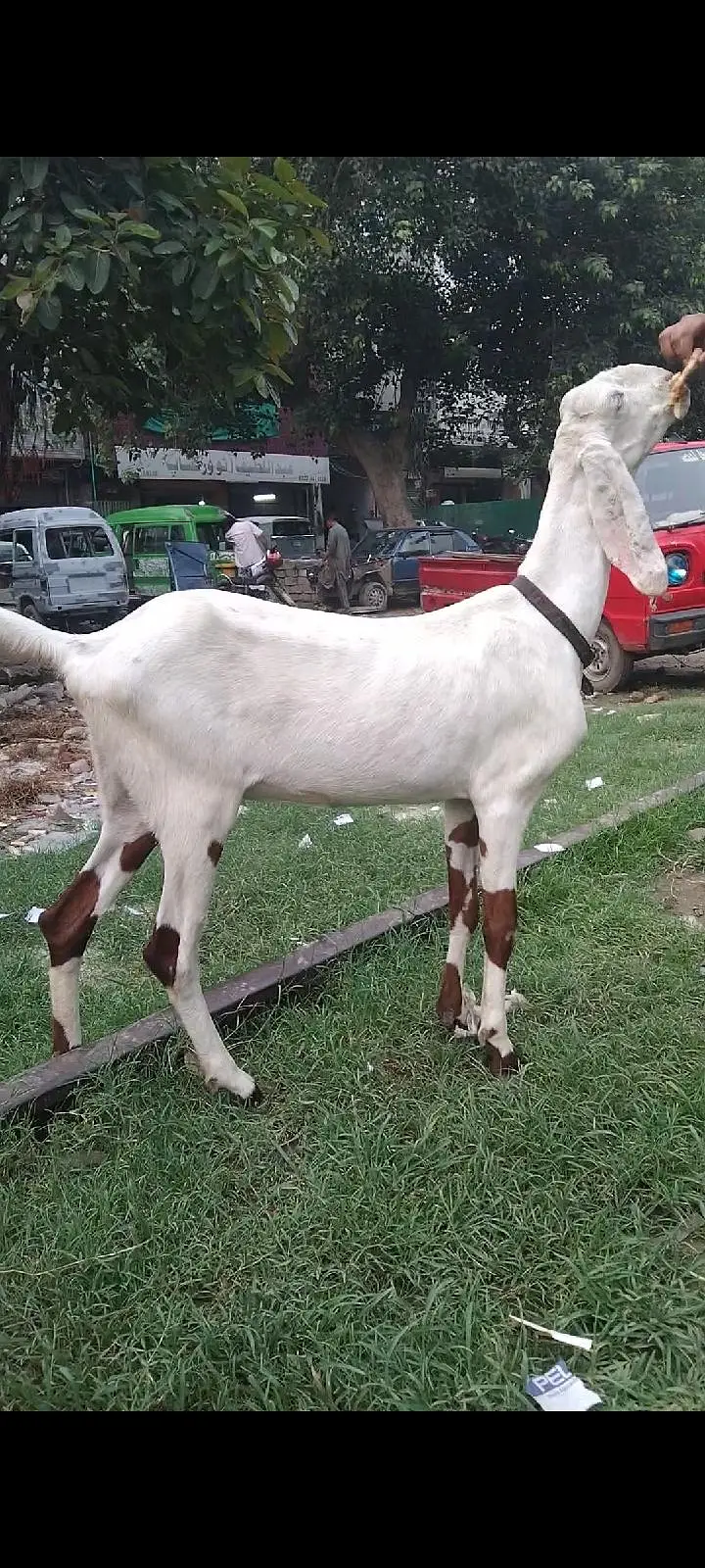 Rajin puri cross ablag phat — photo 4