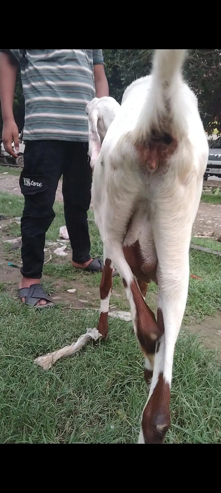 Rajin puri cross ablag phat — photo 5