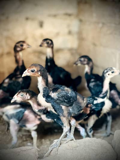 Pure Pakoye chicks Available.