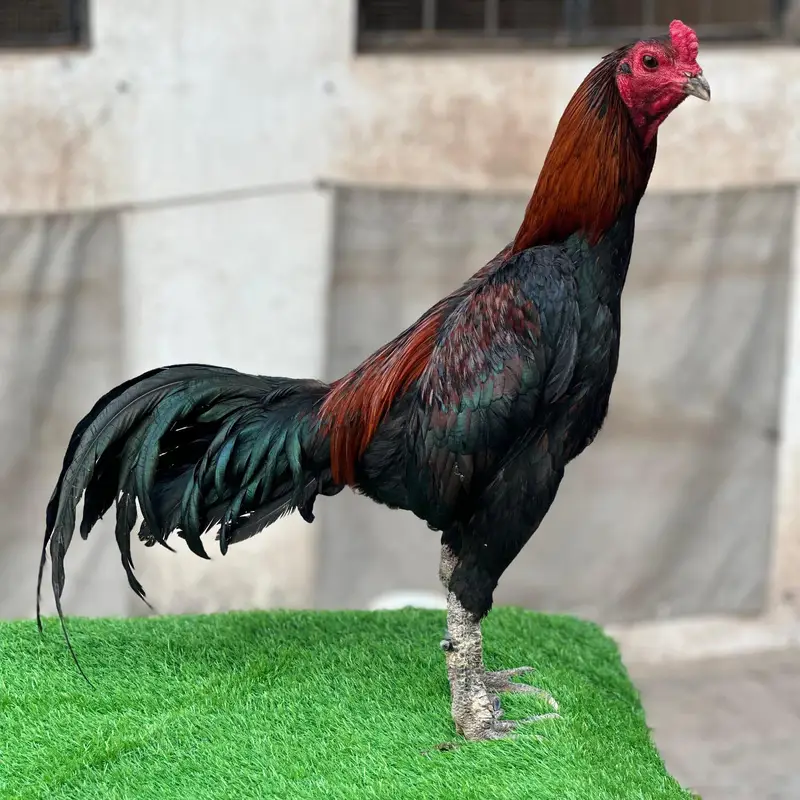 Pure Pakoye chicks Available. — photo 2