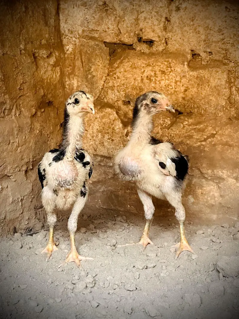 Pure Pakoye chicks Available. — photo 3
