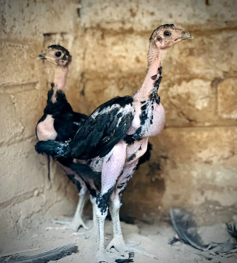 Pure Pakoye chicks Available. — photo 4
