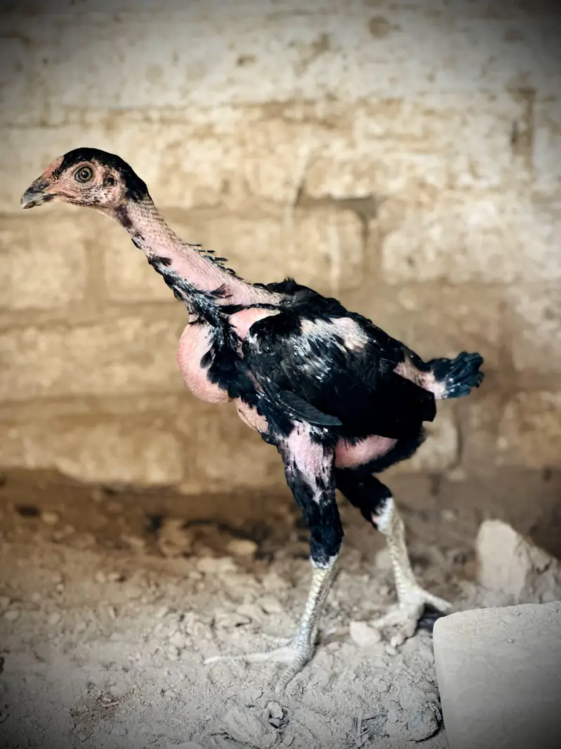 Pure Pakoye chicks Available. — photo 5