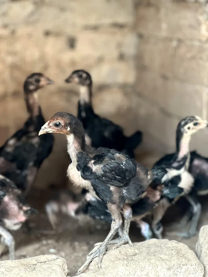 Pure Pakoye chicks Available. — photo 6