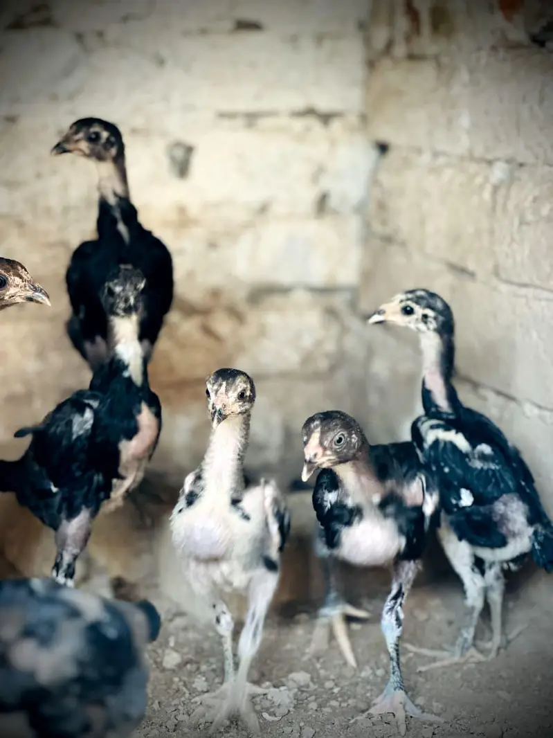 Pure Pakoye chicks Available. — photo 7