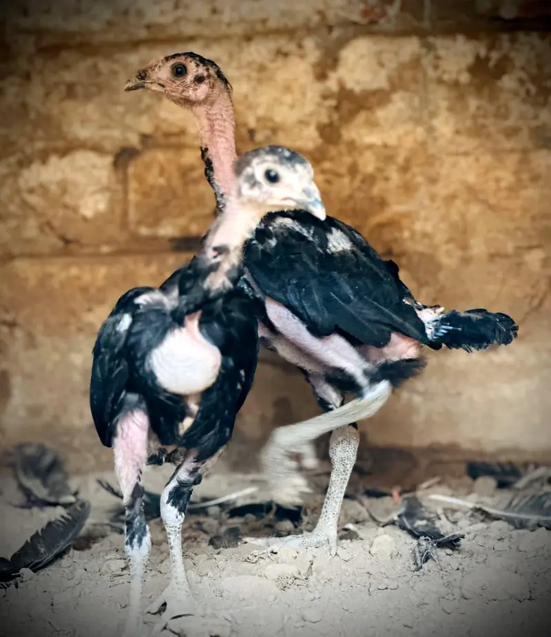 Pure Pakoye chicks Available. — photo 8