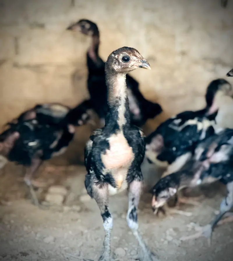 Pure Pakoye chicks Available. — photo 9