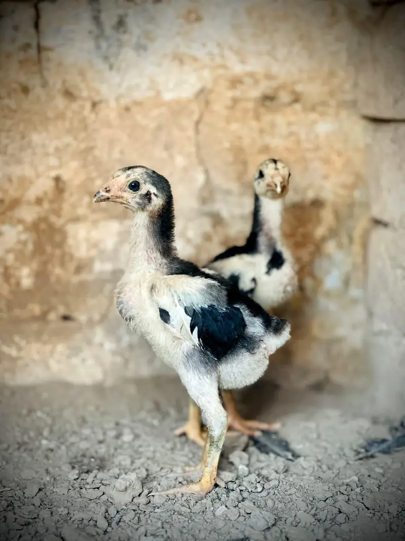 Pure Pakoye chicks Available. — photo 10
