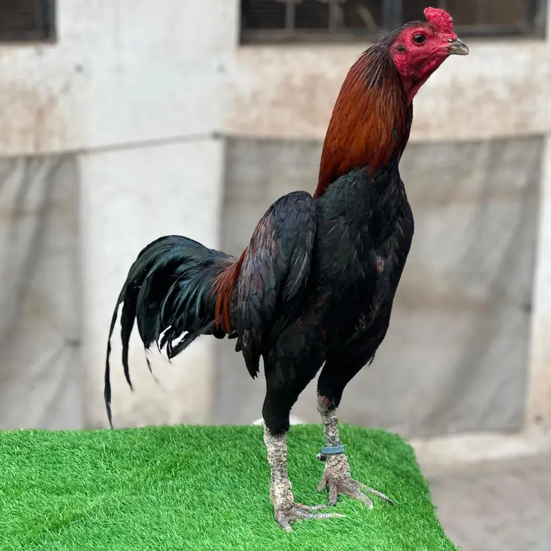 Pure Pakoye chicks Available. — photo 11